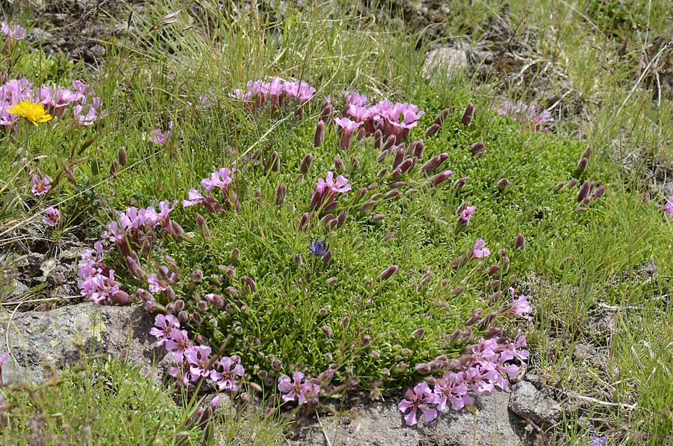 Saponaria pumila / Saponaria minore